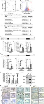 Cross-Talk Between Histone Methyltransferases and Demethylases Regulate REST Transcription During Neurogenesis